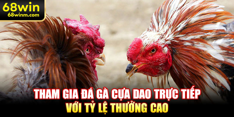 Tham gia đá gà cựa dao trực tiếp với tỷ lệ thưởng cao